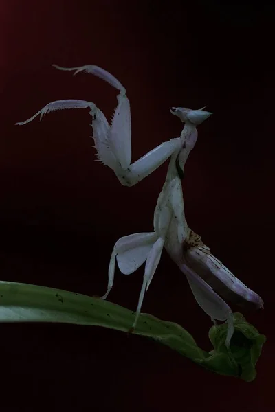 Orchidea Sáska Hymenopus Coronatus Szépsége — Stock Fotó