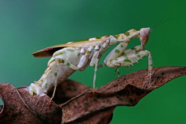 Een Bidsprinkhaan Creobroter Gemmatus Legt Eieren — Stockfoto