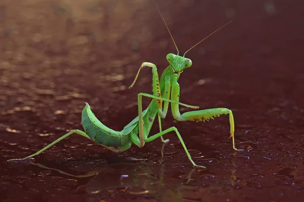 Una Mantis Religiosa Con Linda Pose — Foto de Stock