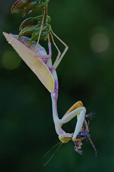一只金黄色的螳螂正在吃壁虎 — 图库照片