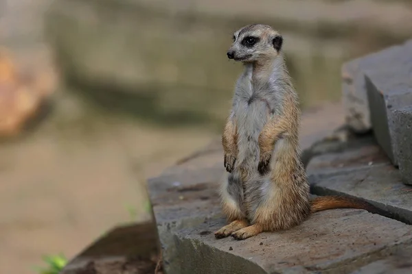 Cute Adorable Meerkat Appearance — Stock Photo, Image
