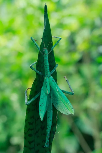 Petite Activité Des Insectes Matin — Photo