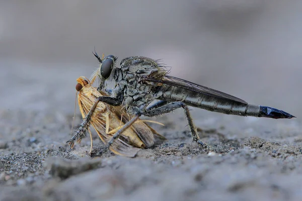 Seekor Lalat Perampok Memangsa Serangga Kecil — Stok Foto