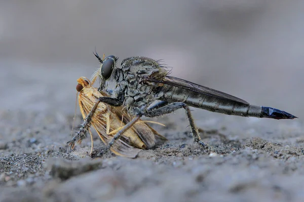 Uma Mosca Robô Está Atacando Pequeno Inseto — Fotografia de Stock