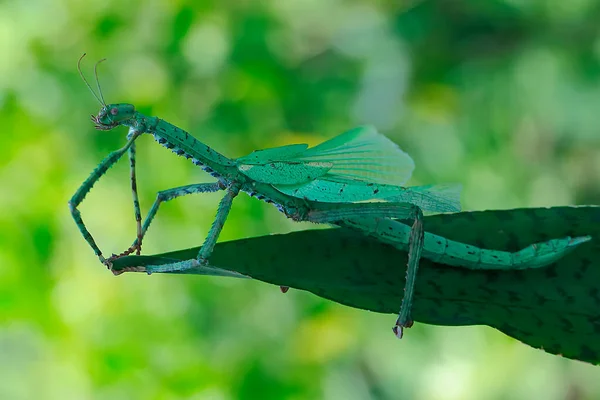 Pequeña Actividad Insectos Mañana — Foto de Stock