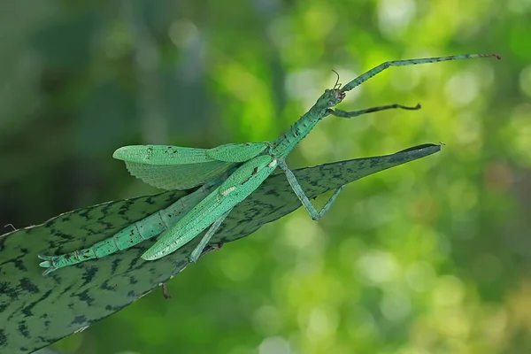 아침의 곤충의 — 스톡 사진