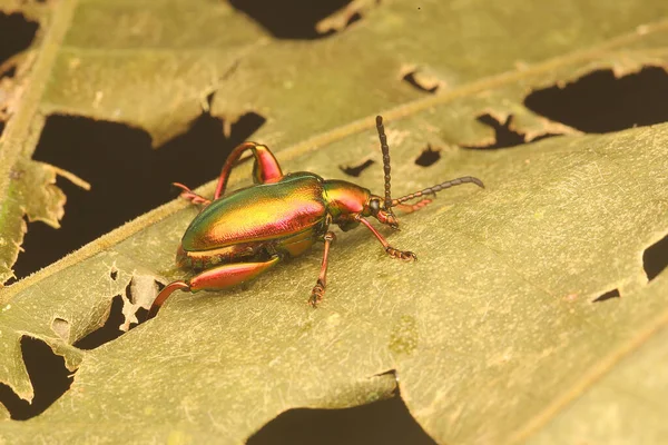 カエルの足の甲虫 サグラSp は乾燥した葉で獲物を探しています — ストック写真