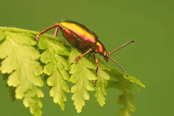 Ein Froschschenkelkäfer Sagra Sucht Auf Trockenen Blättern Nach Beute — Stockfoto