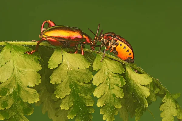 カエルの足の甲虫 サグラSp は乾燥した葉で獲物を探しています — ストック写真