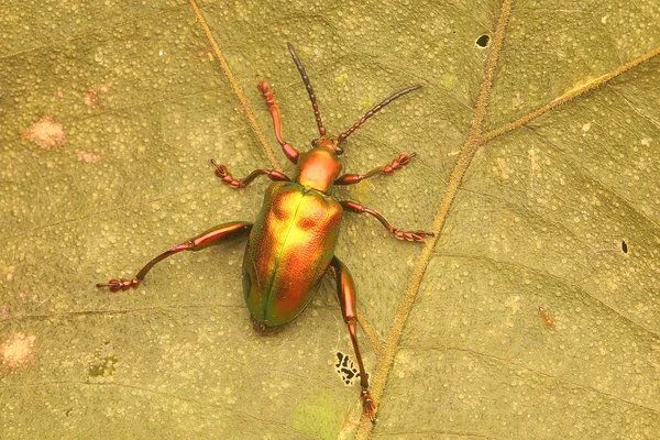 Bir Kurbağa Bacağı Böceği Sagra Kuru Yapraklar Üzerinde Arar — Stok fotoğraf