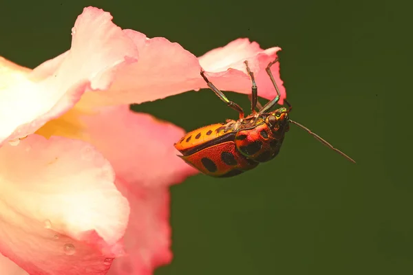Harlequin Bug Tectocoris Diophthalmus Resting — Stock Photo, Image