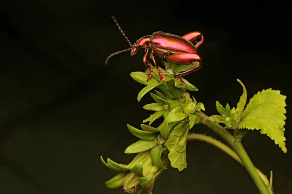 Frog Leg Beetle Sagra Sunbathing Wild Flowers Starting Its Daily — Stock Photo, Image