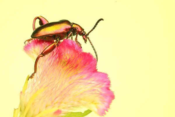 Bir Kurbağa Bacağı Böceği Sagra Günlük Aktivitelerine Başlamadan Önce Kır — Stok fotoğraf