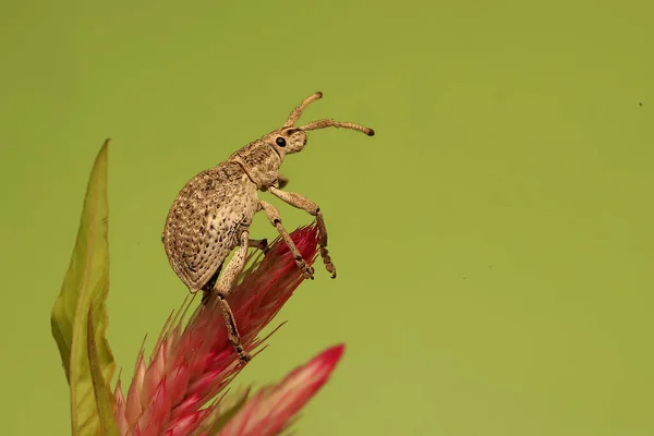 Een Gele Snuitkever Voedt Zich Met Bloemen — Stockfoto