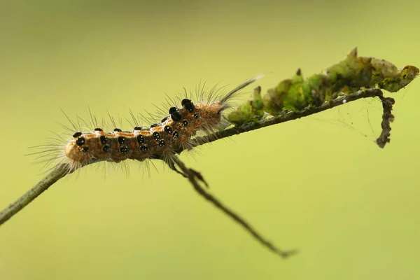 Kleine Insectenactiviteit Ochtend — Stockfoto