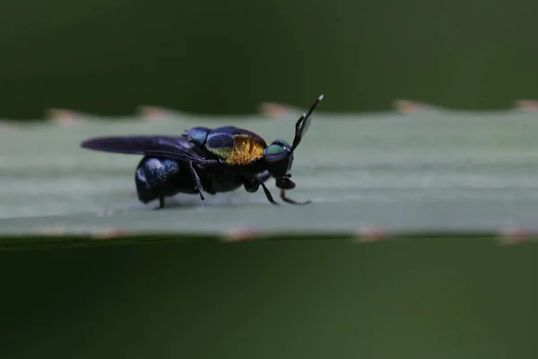 Pequena Atividade Insetos Pela Manhã — Fotografia de Stock