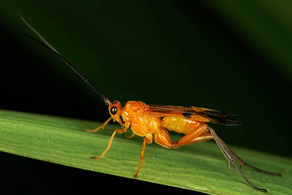 Pequena Atividade Insetos Pela Manhã — Fotografia de Stock