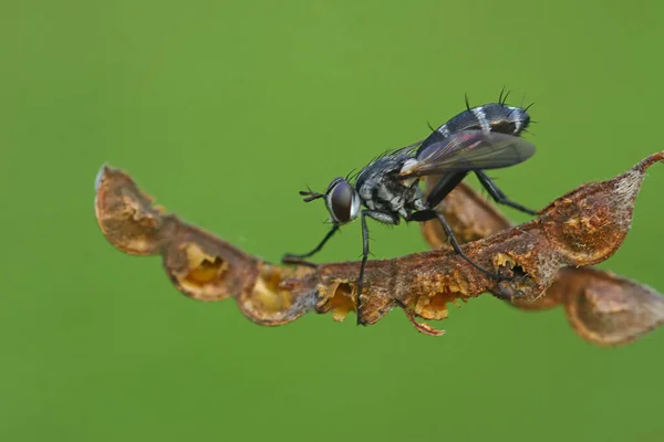 Liten Insektsaktivitet Morgonen — Stockfoto
