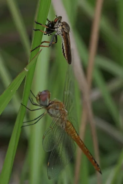 Kleine Insektenaktivität Morgen — Stockfoto