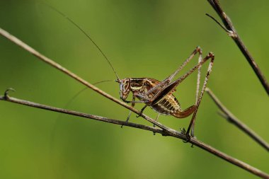 Sabahları küçük böcek aktiviteleri.