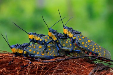 Bir grup şeytan çekirge (Aularches miliaris) muz üzerinde çiftleşiyorlar..