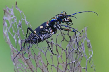 Doğal ortamlarında küçük böcek aktiviteleri.