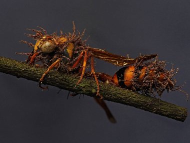 Mantarlarla kaplanmış eşekarısı leşi..