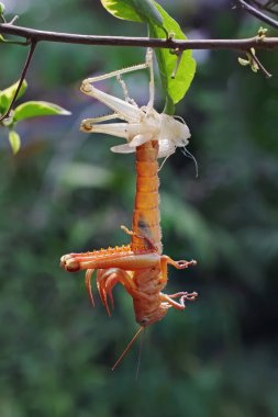 Bir çekirge deri değiştirme sürecinde.
