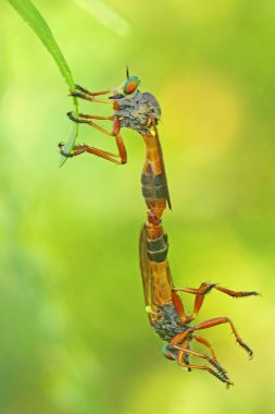 Bir çift hırsız sineği asma dalında çiftleşiyorlar..