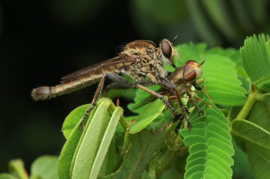 Bir hırsız sineği (Asilidae sp) çalılıktaki küçük böcekleri avlar..