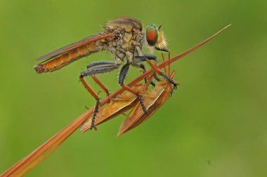 Bir hırsız sineği (Asilidae sp) çalılıktaki küçük böcekleri avlar..