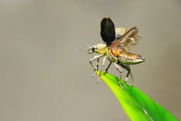 Pequena Atividade Insetos Pela Manhã — Fotografia de Stock