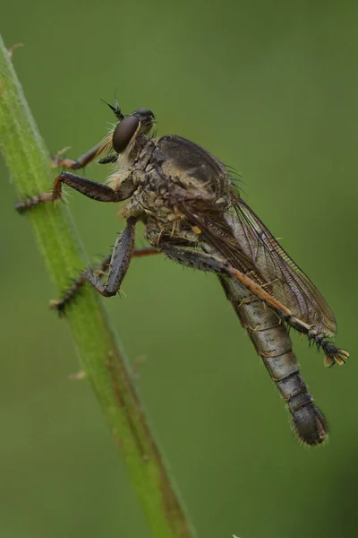 Pequeña Actividad Insectos Mañana —  Fotos de Stock