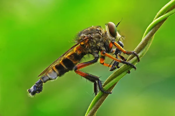Una Mosca Rapiña Pequeño Insecto — Foto de Stock