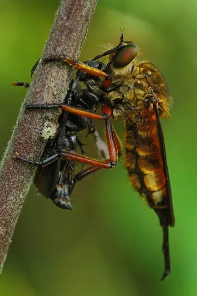 Robberfly Preying Small Insect — Stock Photo, Image