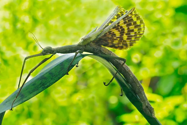 Small Insect Activity Morning — Stock Photo, Image