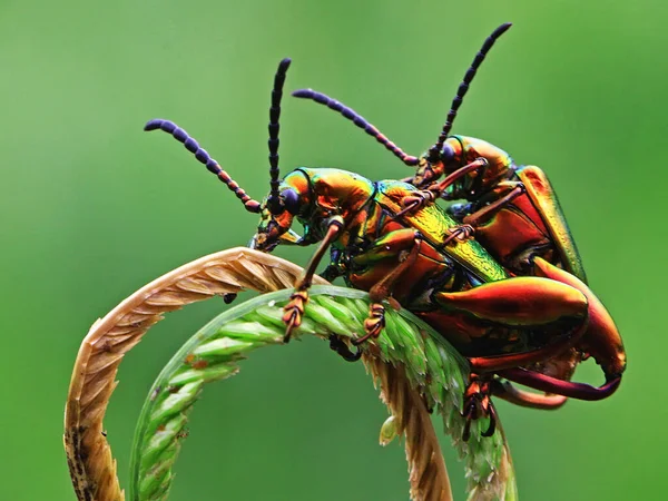 Ein Paar Froschbeinkäfer Sagra Paart Sich Auf Einem Grasstamm — Stockfoto