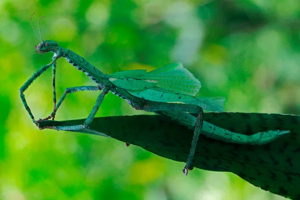 Kleine Insektenaktivität Morgen — Stockfoto