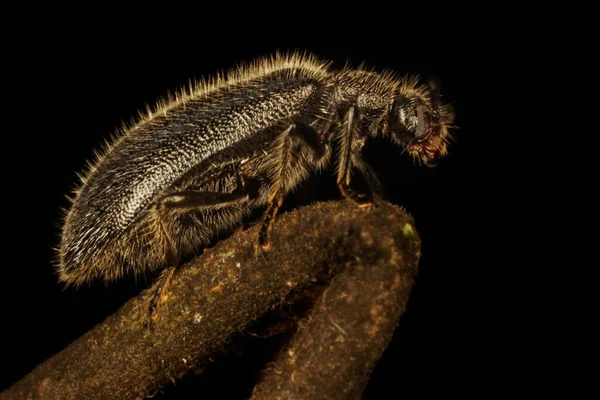 午前中の小さな昆虫活動 — ストック写真