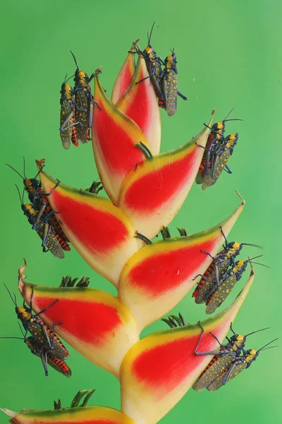일단의 메뚜기 바나나 위에서 짝짓기를 — 스톡 사진