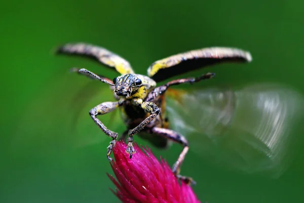 Een Sitona Weevil Sitona Lineatus Bereidt Zich Voor Vliegen — Stockfoto