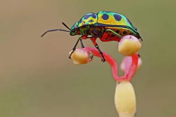 Harlequin Bug Tectocoris Diophthalmus Pihen — Stock Fotó