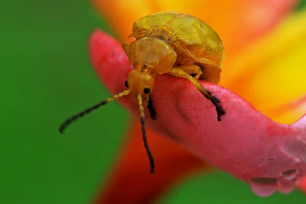 Pequena Atividade Insetos Pela Manhã — Fotografia de Stock