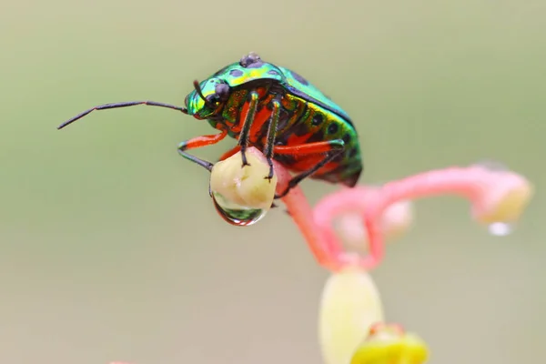 Pequena Atividade Insetos Pela Manhã — Fotografia de Stock