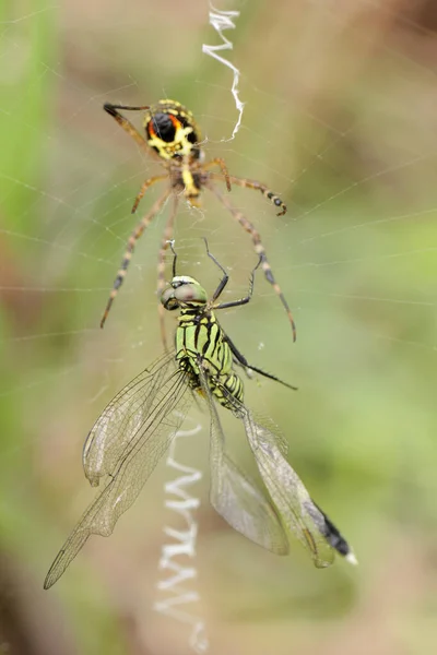 Una Araña Está Comiendo Pequeño Insecto — Foto de Stock