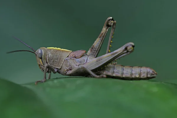 Young Grasshopper Wings Resting — Stock Photo, Image