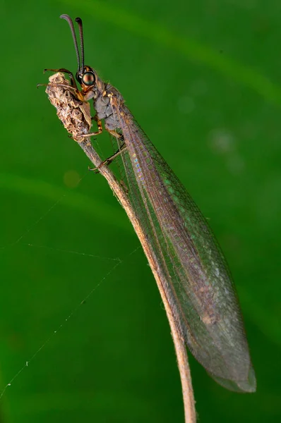 Pequeña Actividad Insectos Mañana — Foto de Stock