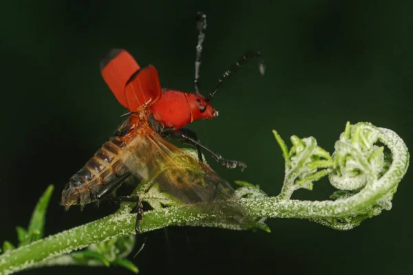 Malá Aktivita Hmyzu Jejich Přirozeném Prostředí — Stock fotografie