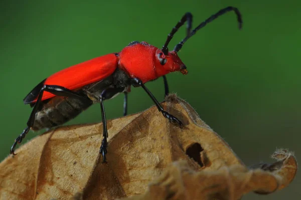 Kleine Insektenaktivität Ihrem Natürlichen Lebensraum — Stockfoto