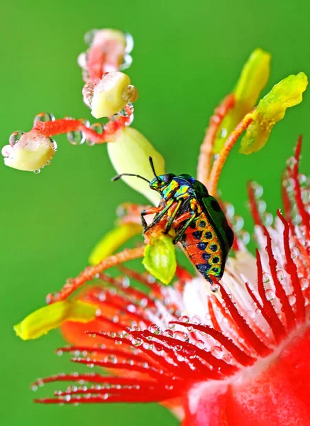 Arlequim Bug Tectocoris Dioftalmus Está Descansando — Fotografia de Stock